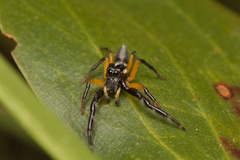 Mopsolodes australensis