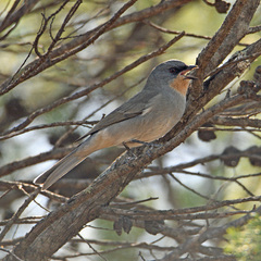 Pachycephala inornata