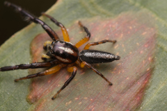 Mopsolodes australensis