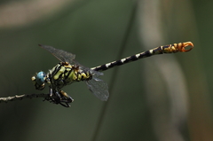 Onychogomphus cazuma