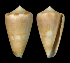 Conus colombi