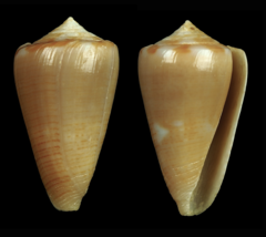 Conus colombi
