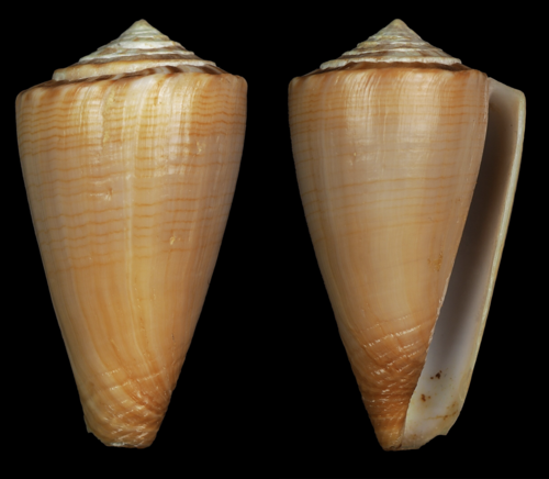 Conus colombi