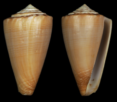 Conus colombi