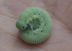 Pseudoclavellaria amerinae