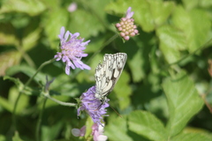 Melanargia galathea