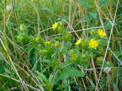 Potentilla norvegica