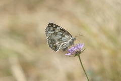 Melanargia galathea
