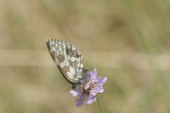Melanargia galathea