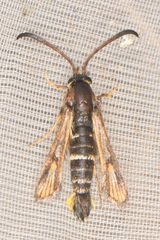 Bembecia uroceriformis