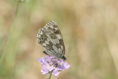 Melanargia galathea