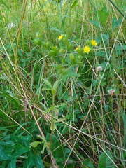 Potentilla norvegica