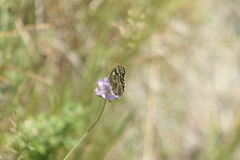 Melanargia galathea