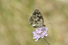 Melanargia galathea
