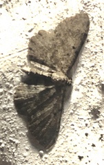 Eupithecia icterata