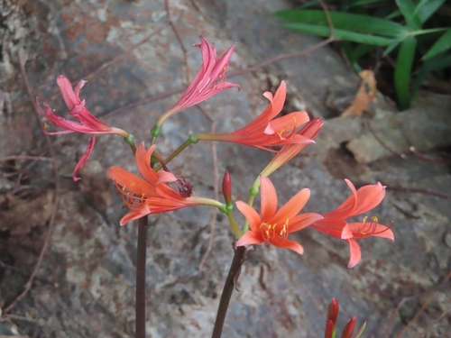 Lycoris sanguinea iNat (2)