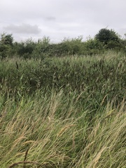 Acrocephalus schoenobaenus