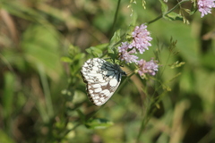 Melanargia galathea