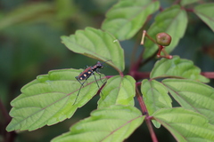 Cosmodela aurulenta aurulenta