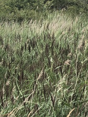 Acrocephalus schoenobaenus