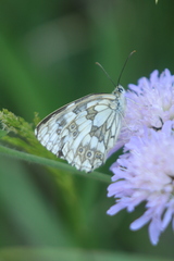 Melanargia galathea