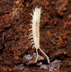 Symphyla