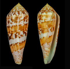 Conus crosnieri