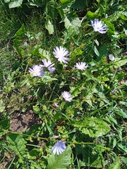 Cichorium intybus