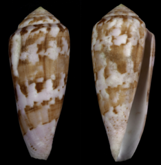 Conus crosnieri