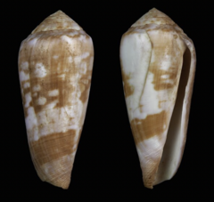 Conus crosnieri