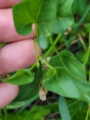 Calystegia atriplicifolia