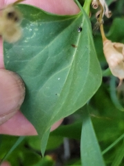 Calystegia atriplicifolia