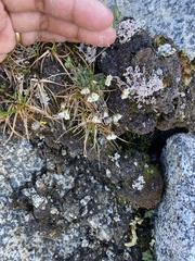 Draba lonchocarpa