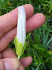 Calystegia atriplicifolia
