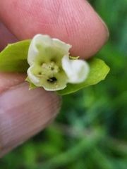 Calystegia atriplicifolia