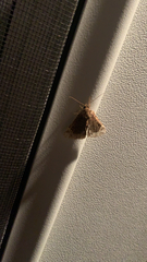 Hypena abalienalis