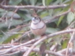 Stizoptera bichenovii bichenovii