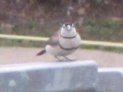 Stizoptera bichenovii bichenovii