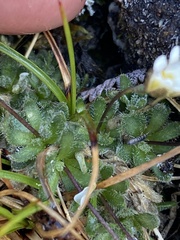 Draba lonchocarpa