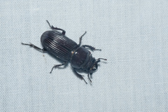 Nigidius sinicus
