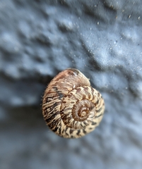 Microxeromagna lowei