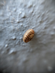 Microxeromagna lowei