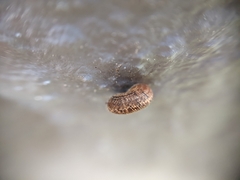 Microxeromagna lowei