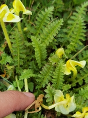 Pedicularis cranolopha
