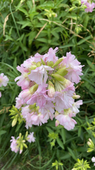 Saponaria officinalis