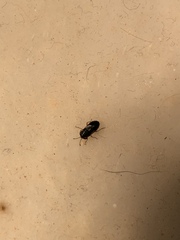 Stylogeocoris elongatus