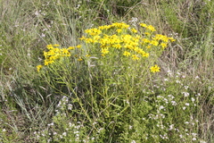 Dysodiopsis tagetoides