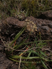 Schizocarphus nervosus