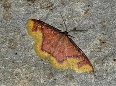 Syngatha latiflavaria