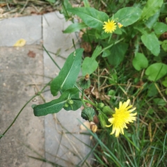 Sonchus oleraceus
